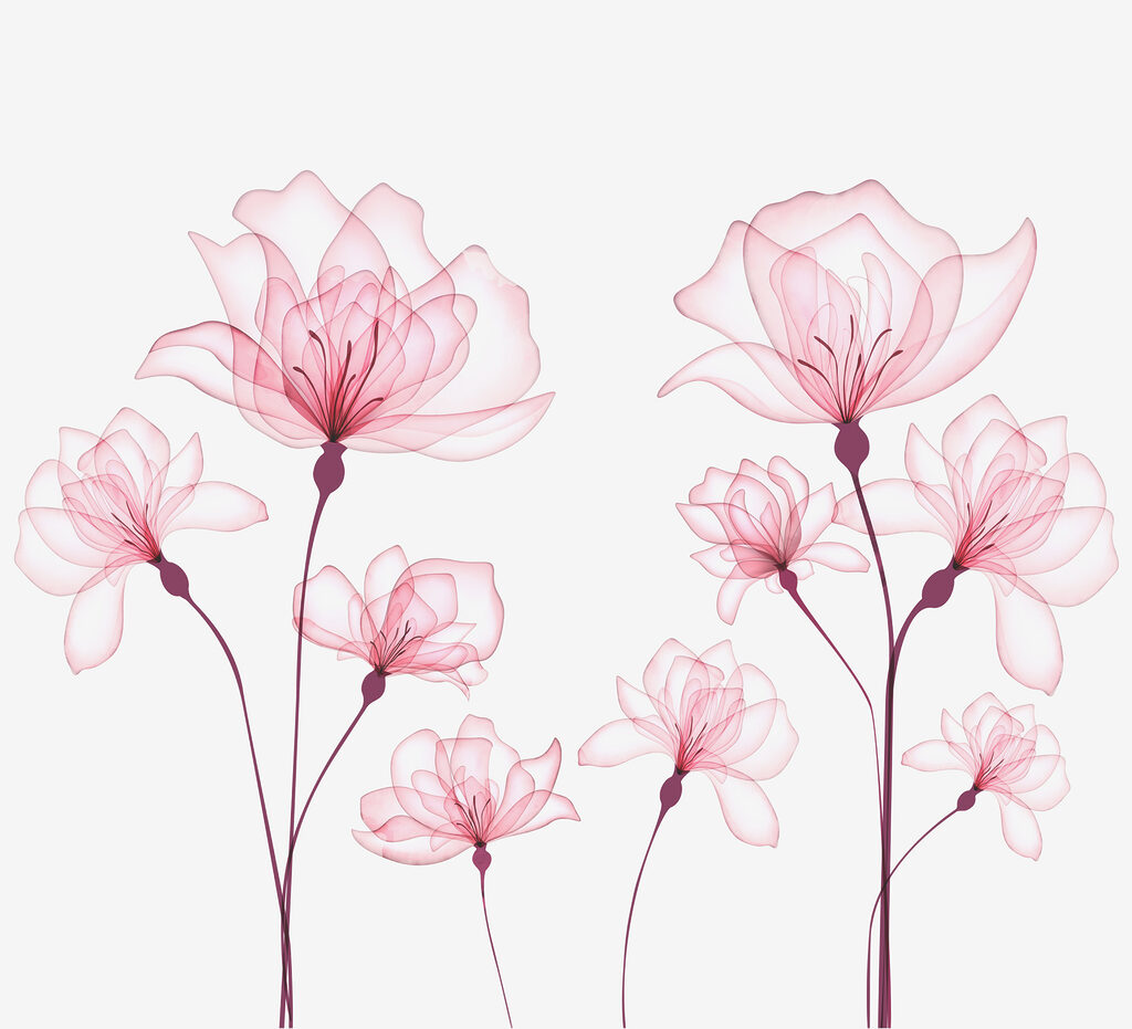 A group of pink flowers A group of pink flowers