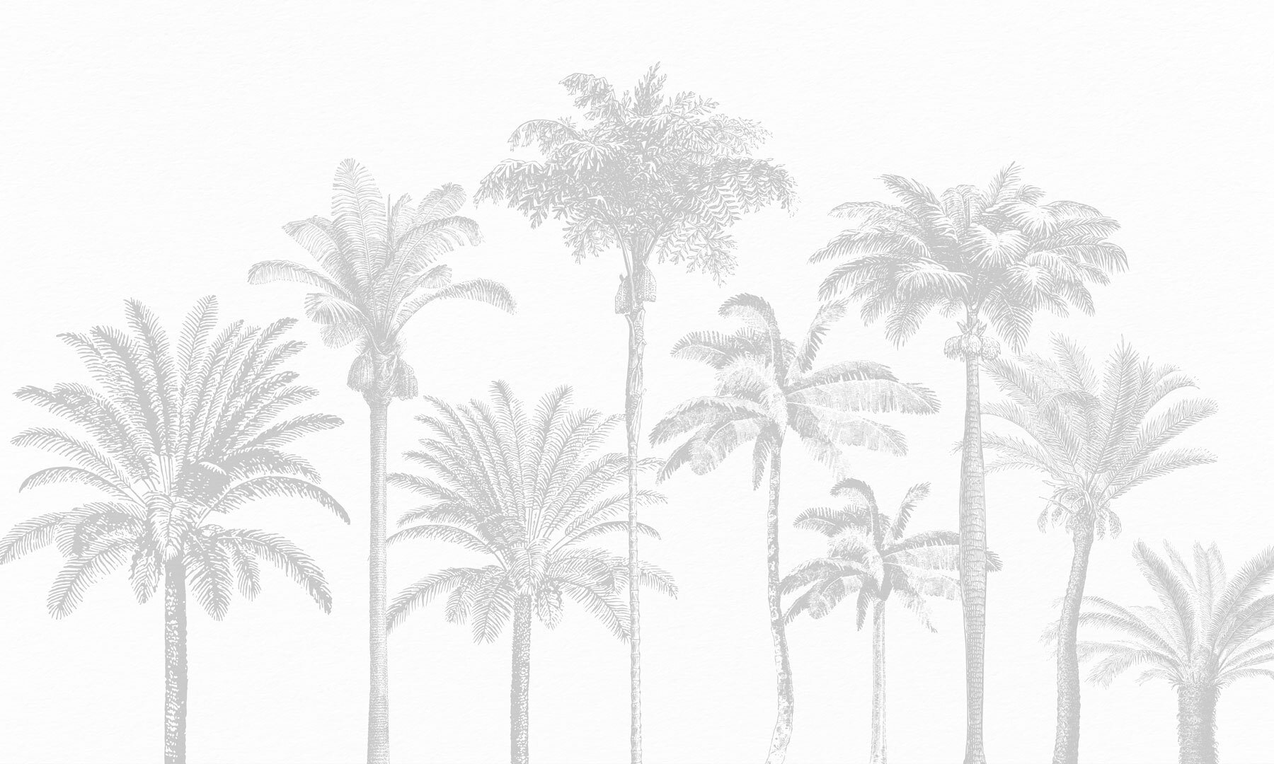 Group of palm trees