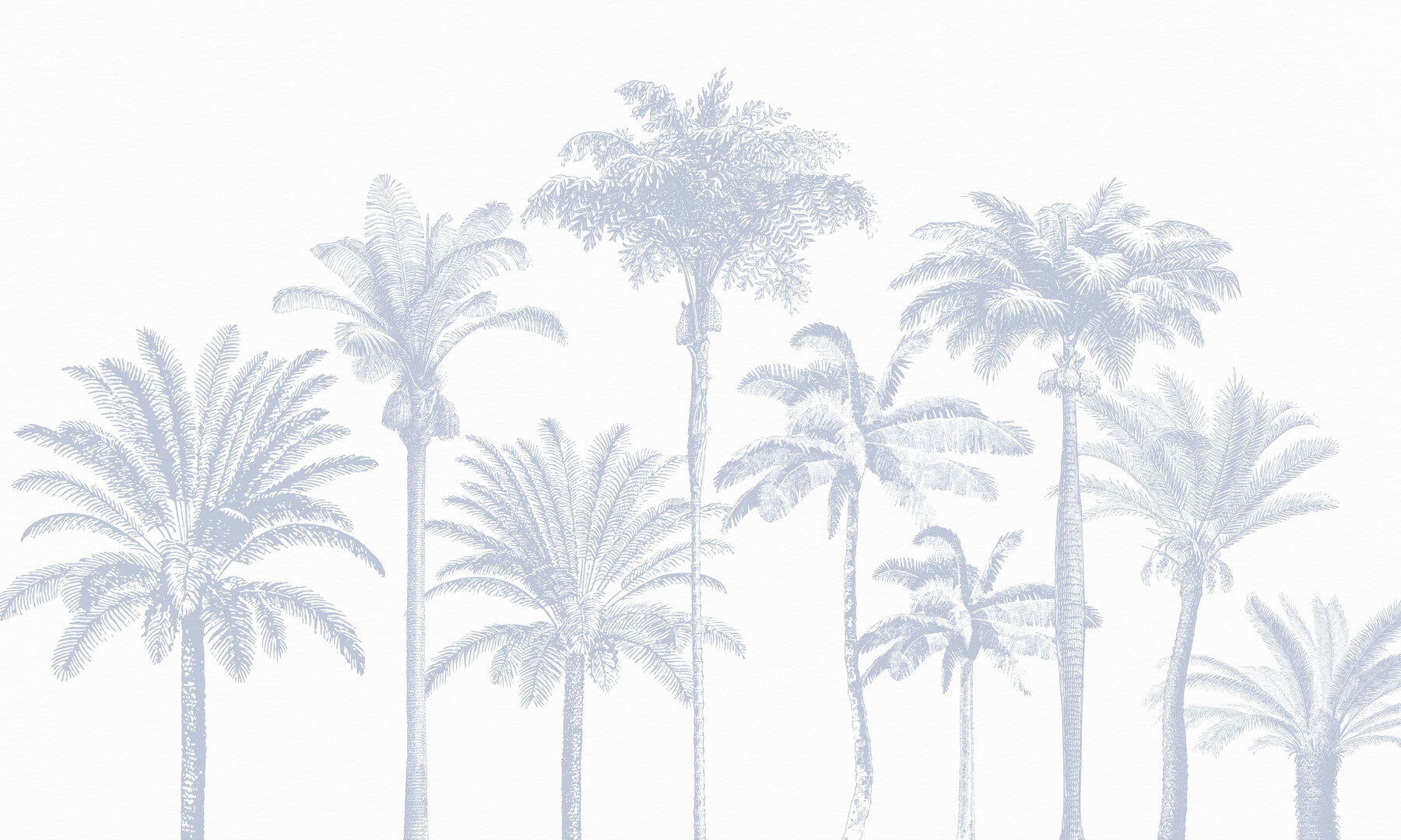 Group of palm trees