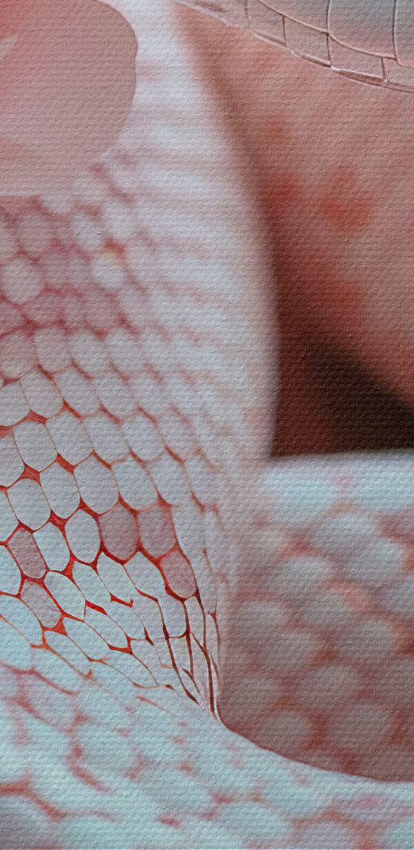 Bílý had v růžových květech Bílý had v růžových květech
