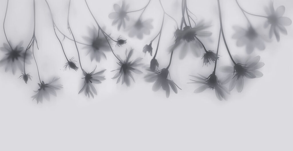 Group of flowers on a white background