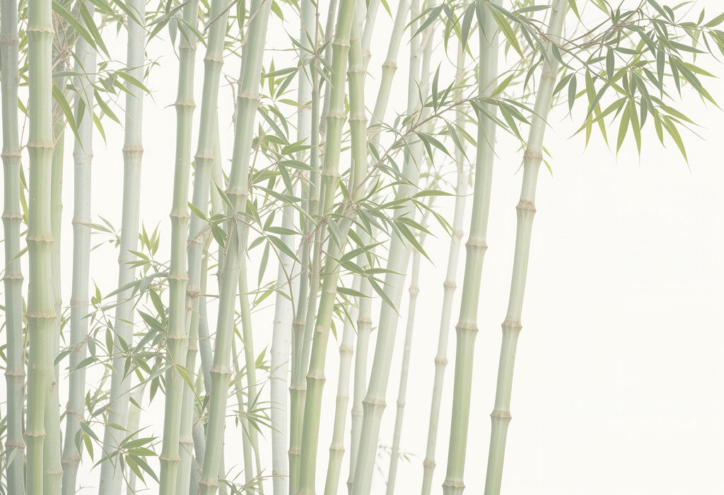 Group of bamboo stems Group of bamboo stems