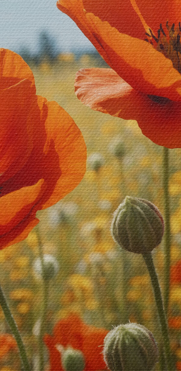 Group of red flowers