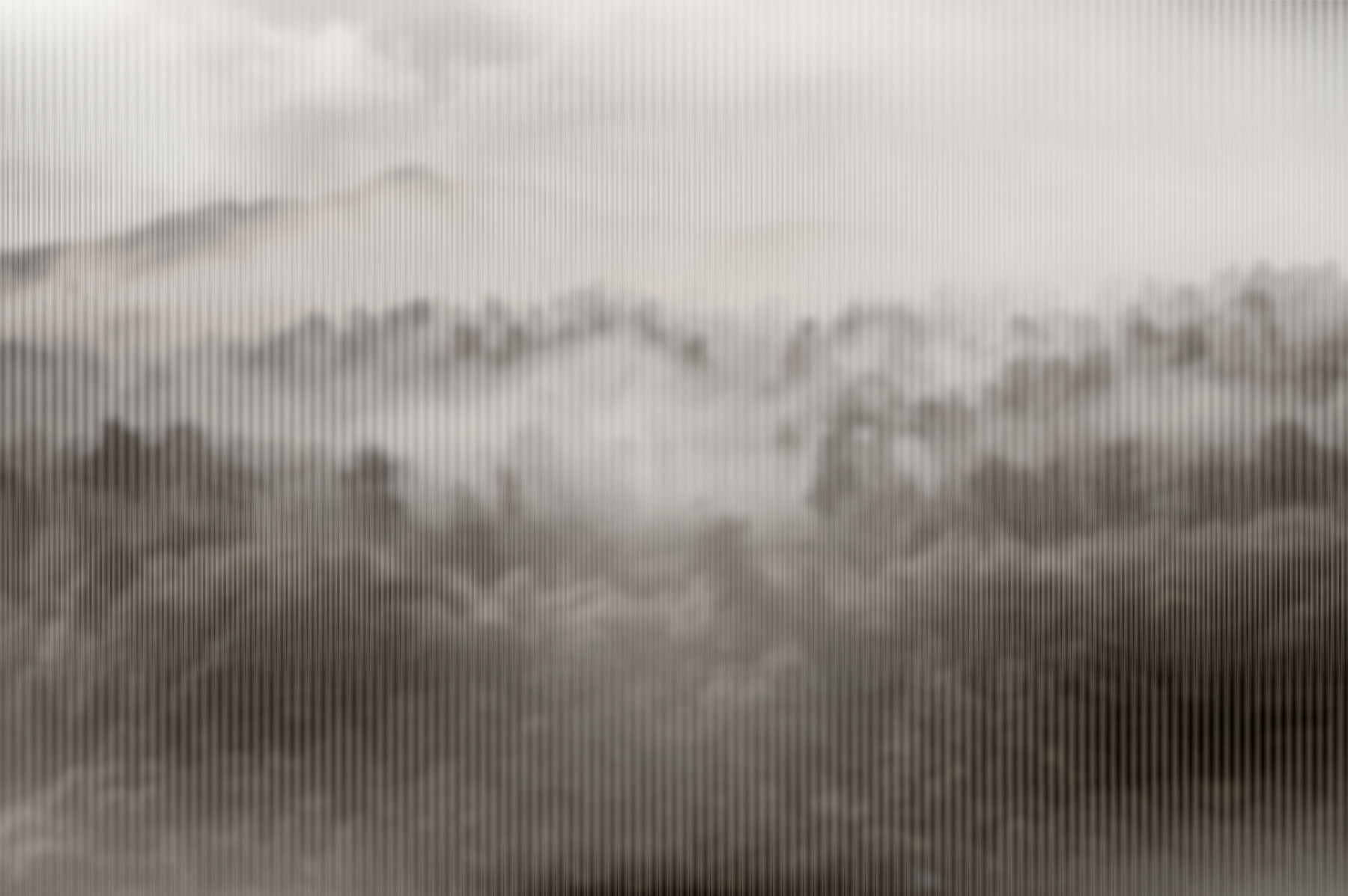 Foggy forest with trees Foggy forest with trees