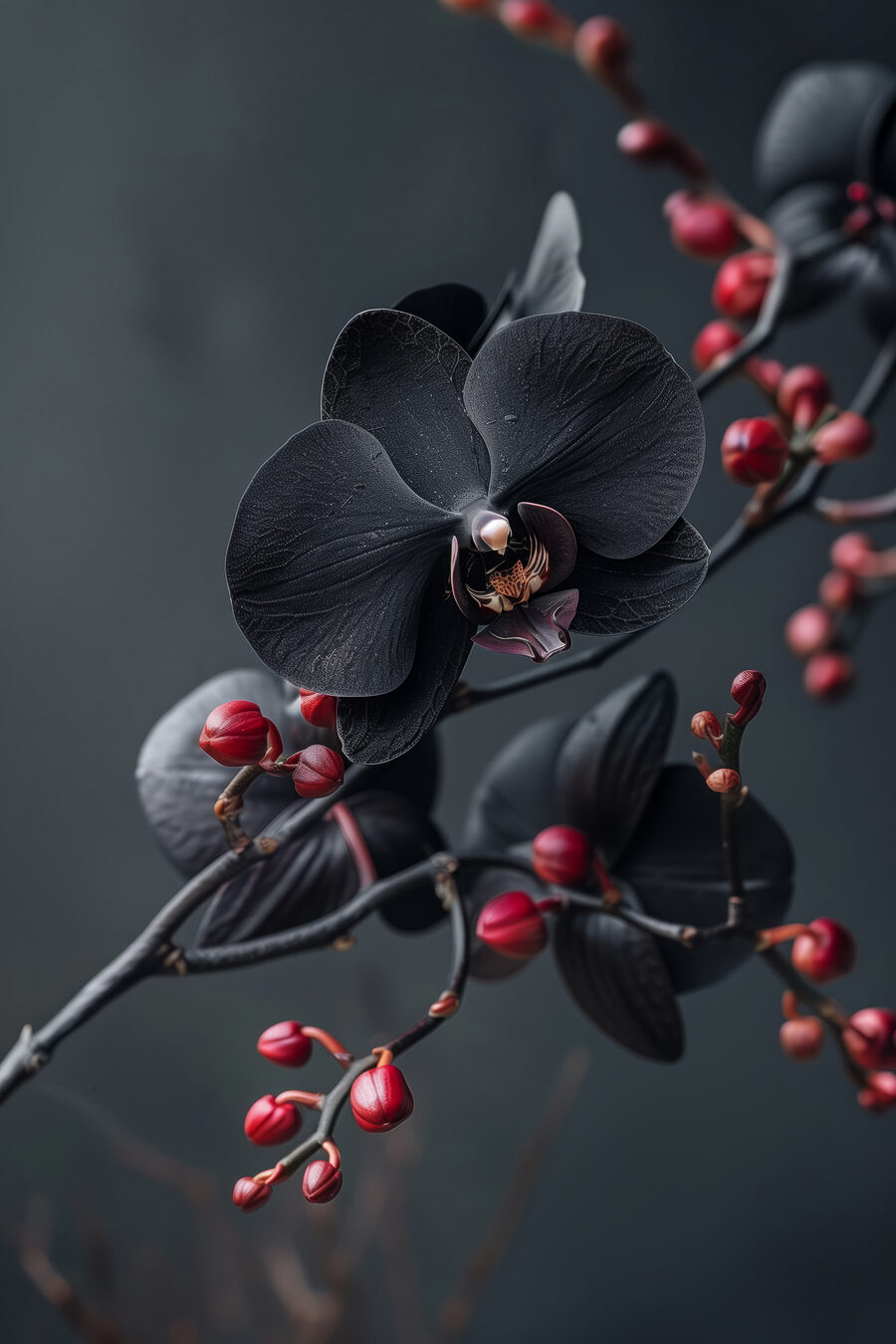 Black flower with red berries Black flower with red berries