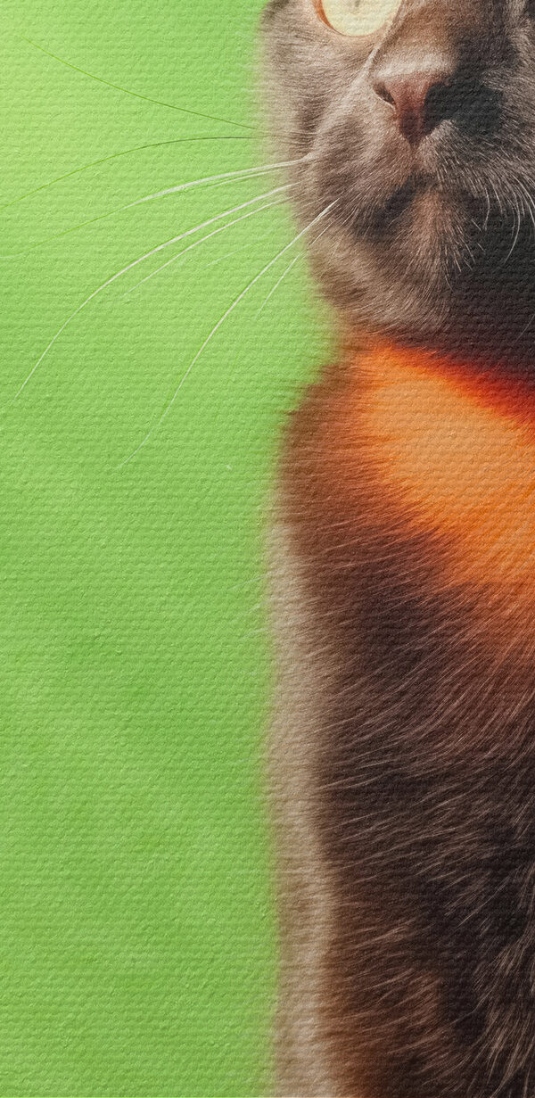 Kočka sedící na židli Kočka sedící na židli