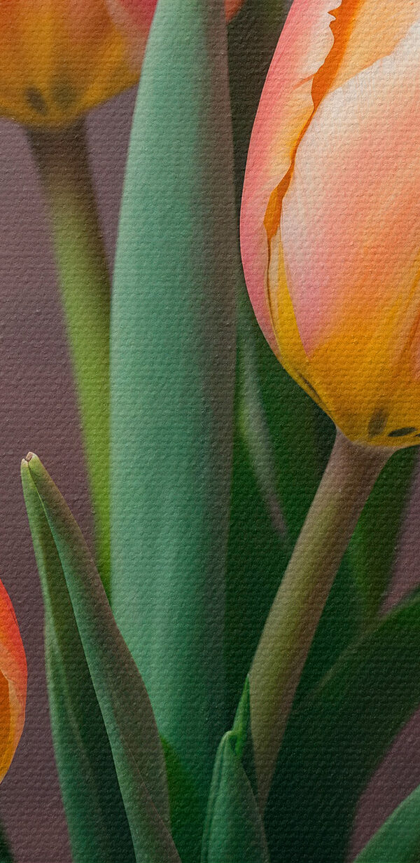 Skupina růžových a žlutých tulipánů Skupina růžových a žlutých tulipánů