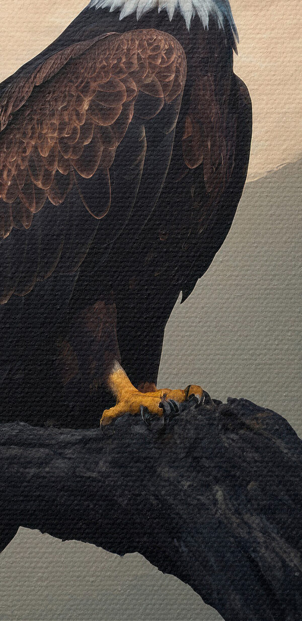 Bald eagle on a branch with a full moon in the background Bald eagle on a branch with a full moon in the background