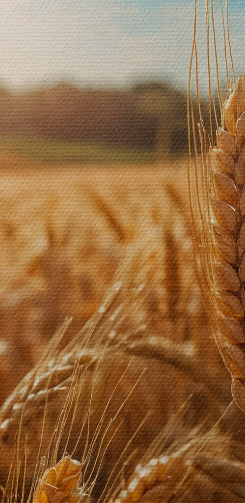 Field of wheat with the sun shining in the background