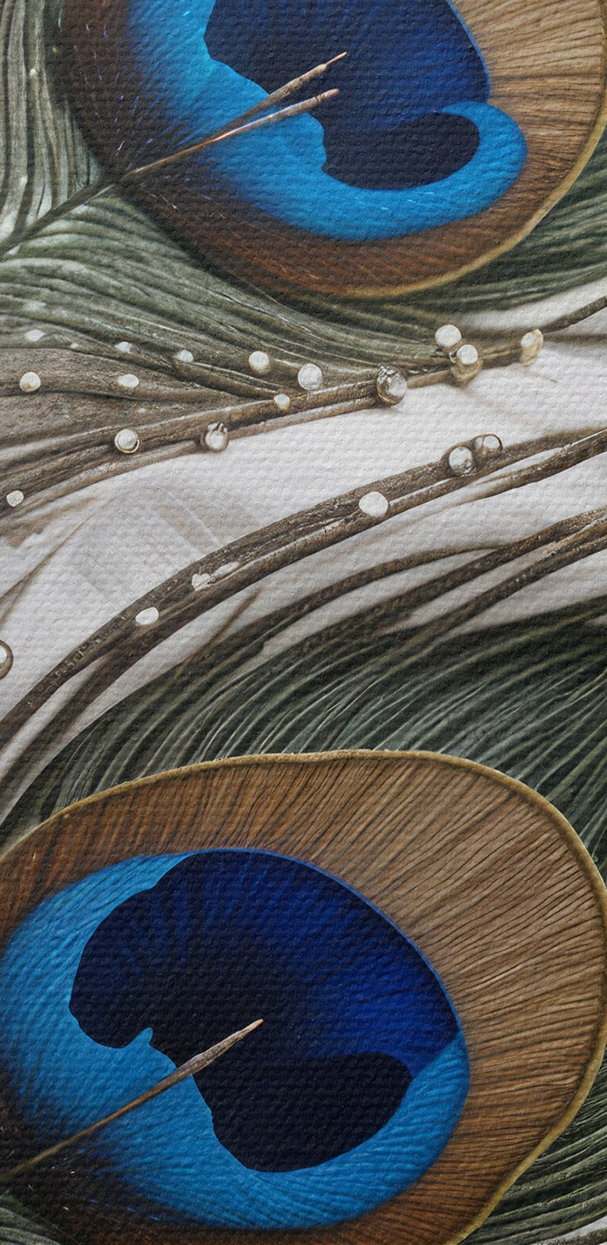 Detail pávího peří