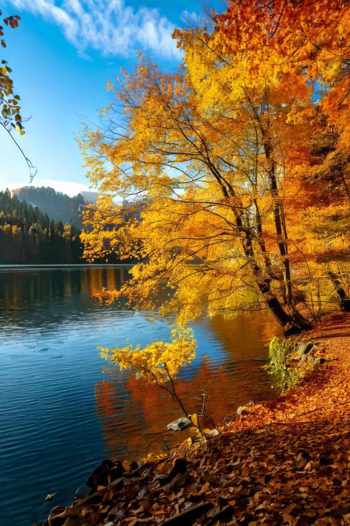 Lake with trees and leaves on the ground