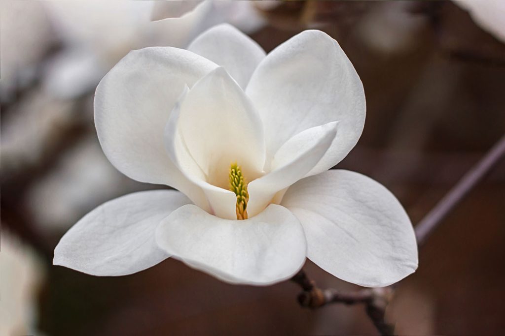 White flower with yellow center