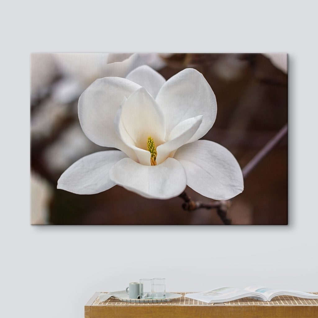 White flower with yellow center