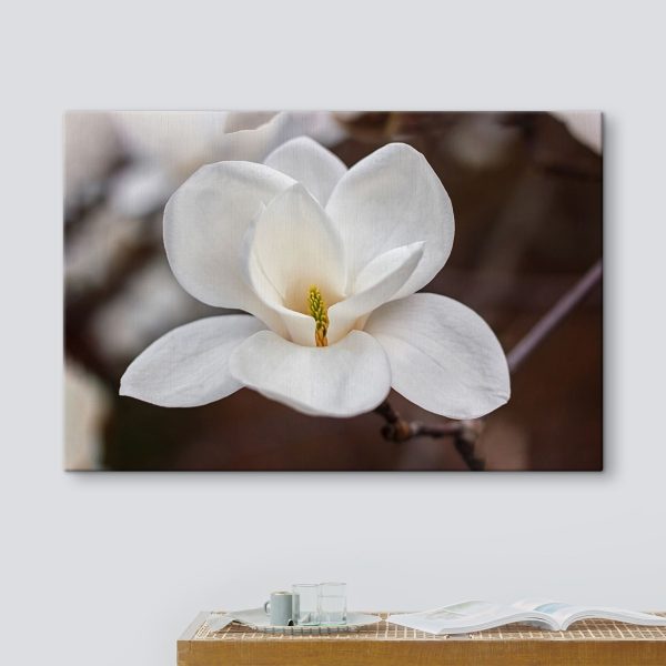 White flower with yellow center White flower with yellow center