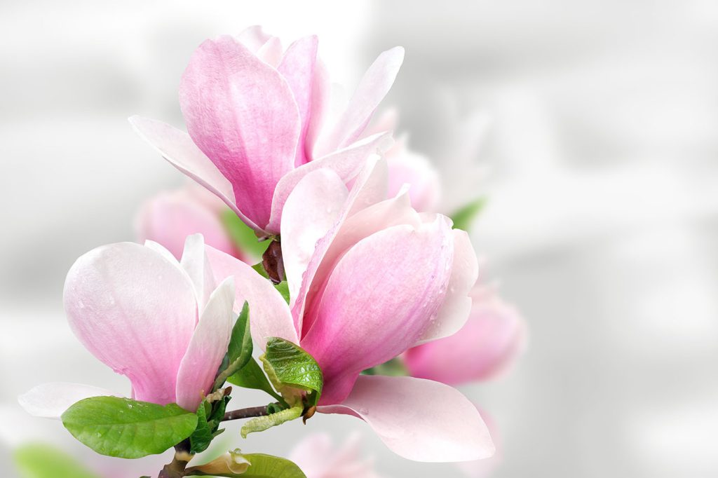 Pink Magnolia Blossoms in Bloom Pink Magnolia Blossoms in Bloom