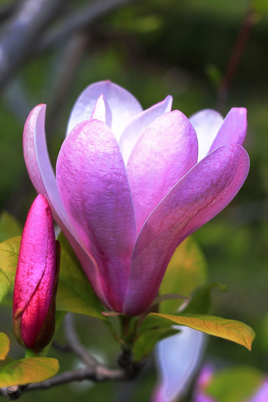 Magnolia: Příroda’půvabný květ