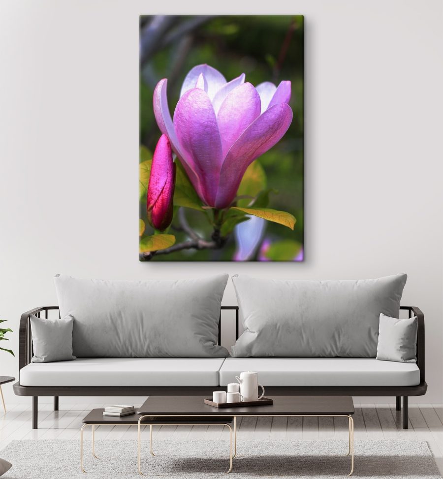 Magnolia: Příroda’půvabný květ