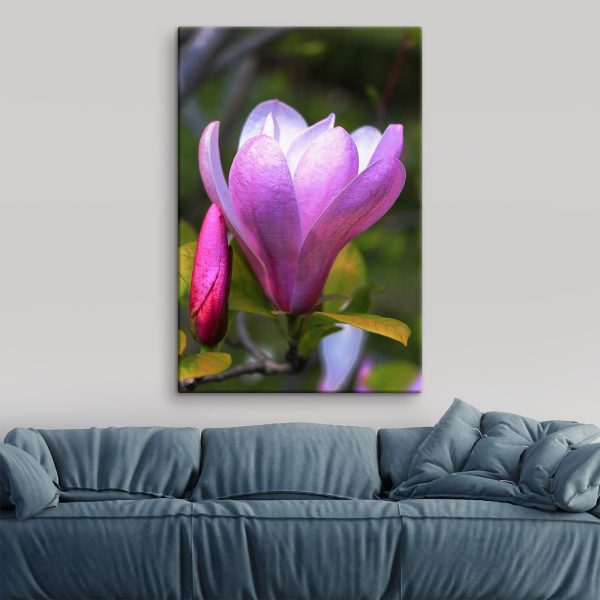 Magnolia: Příroda’půvabný květ Magnolia: Příroda’půvabný květ