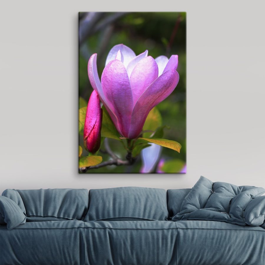 Magnolia: Příroda’půvabný květ