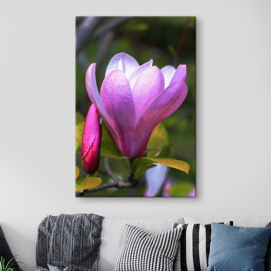 Magnolia: Příroda’půvabný květ