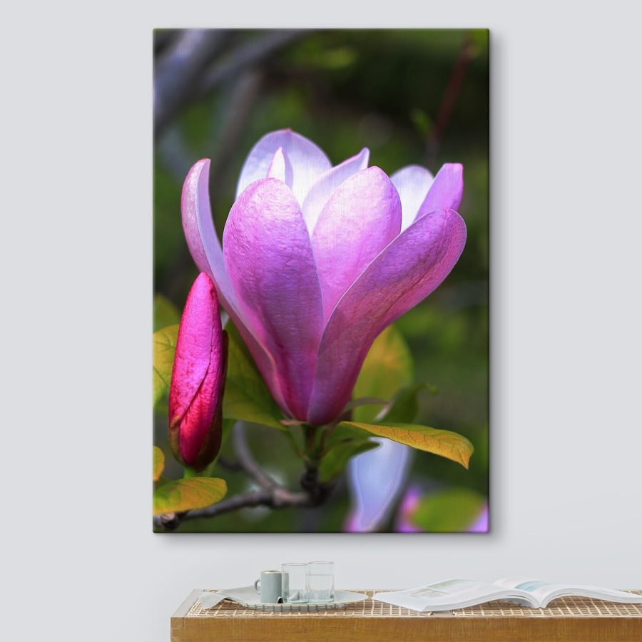 Magnolia: Příroda’půvabný květ