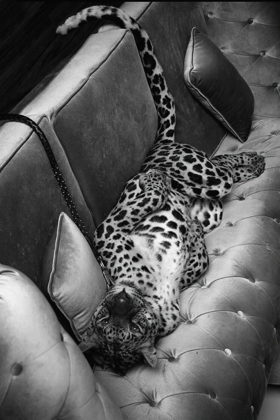Leopard ležící na pohovce