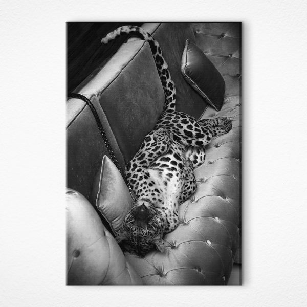 Leopard ležící na pohovce Leopard ležící na pohovce