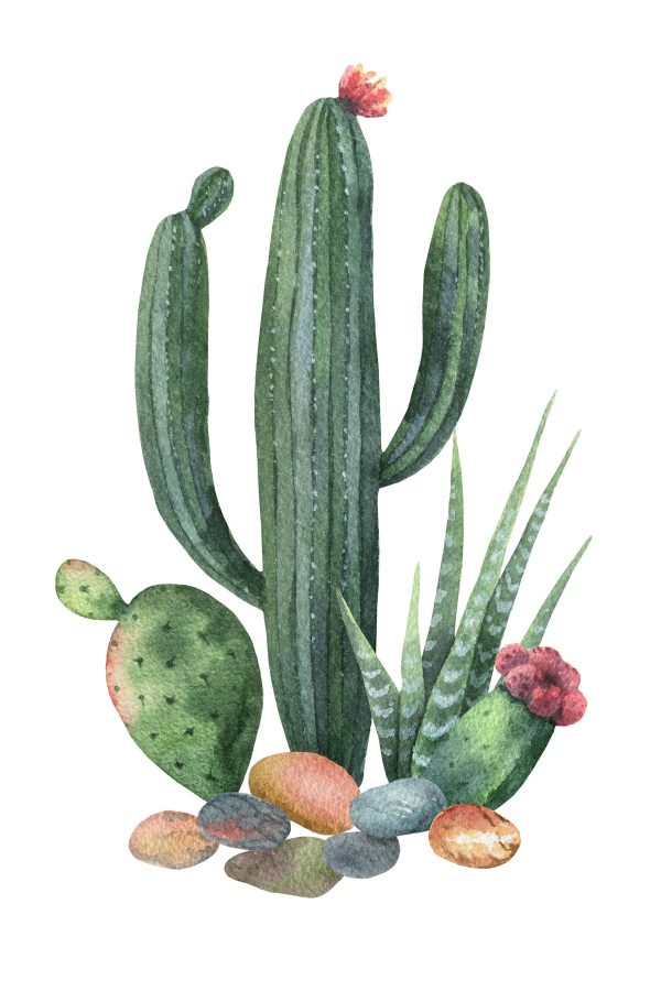 Watercolor of a cactus and rocks Watercolor of a cactus and rocks