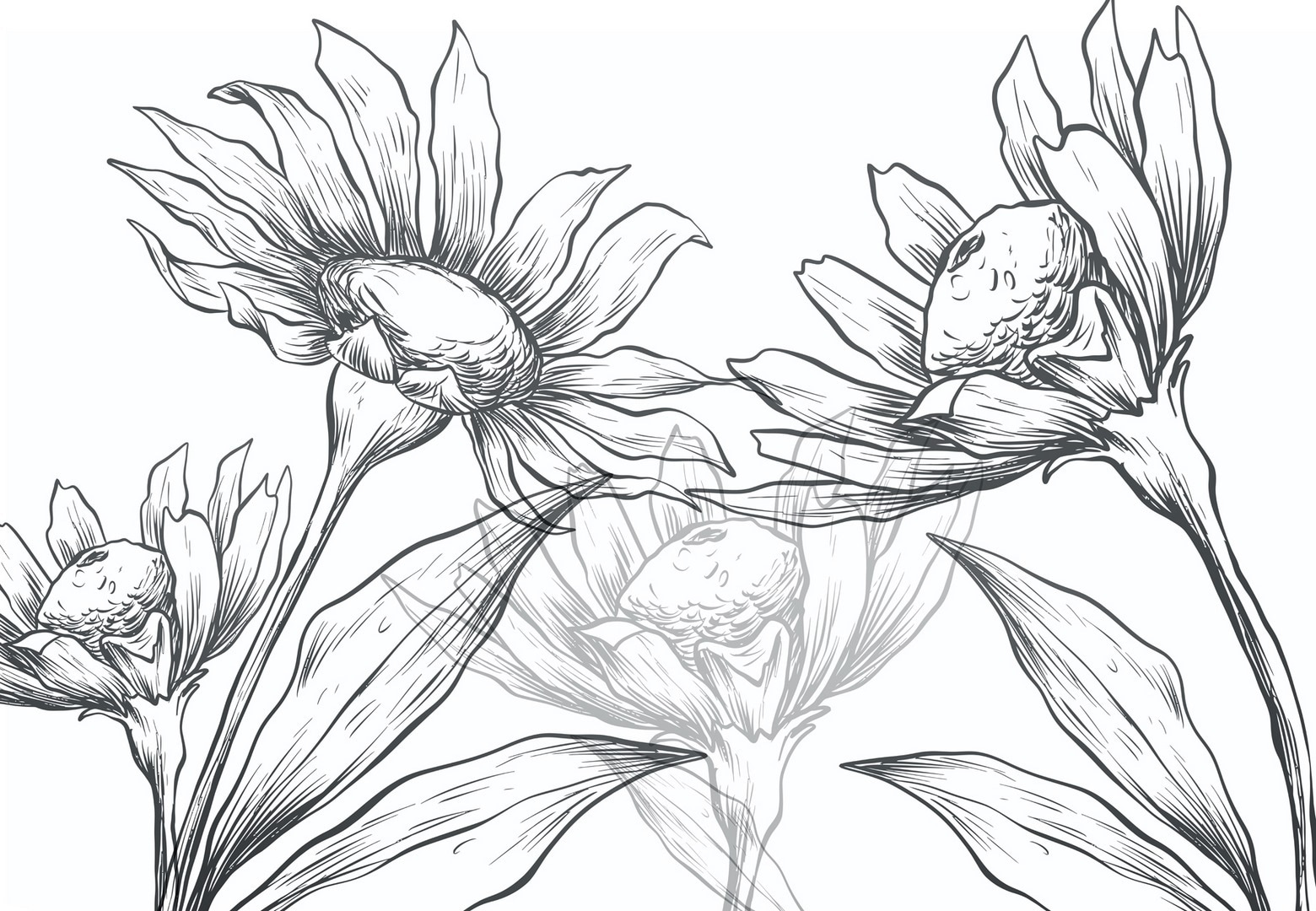 Drawing of flowers with leaves Drawing of flowers with leaves