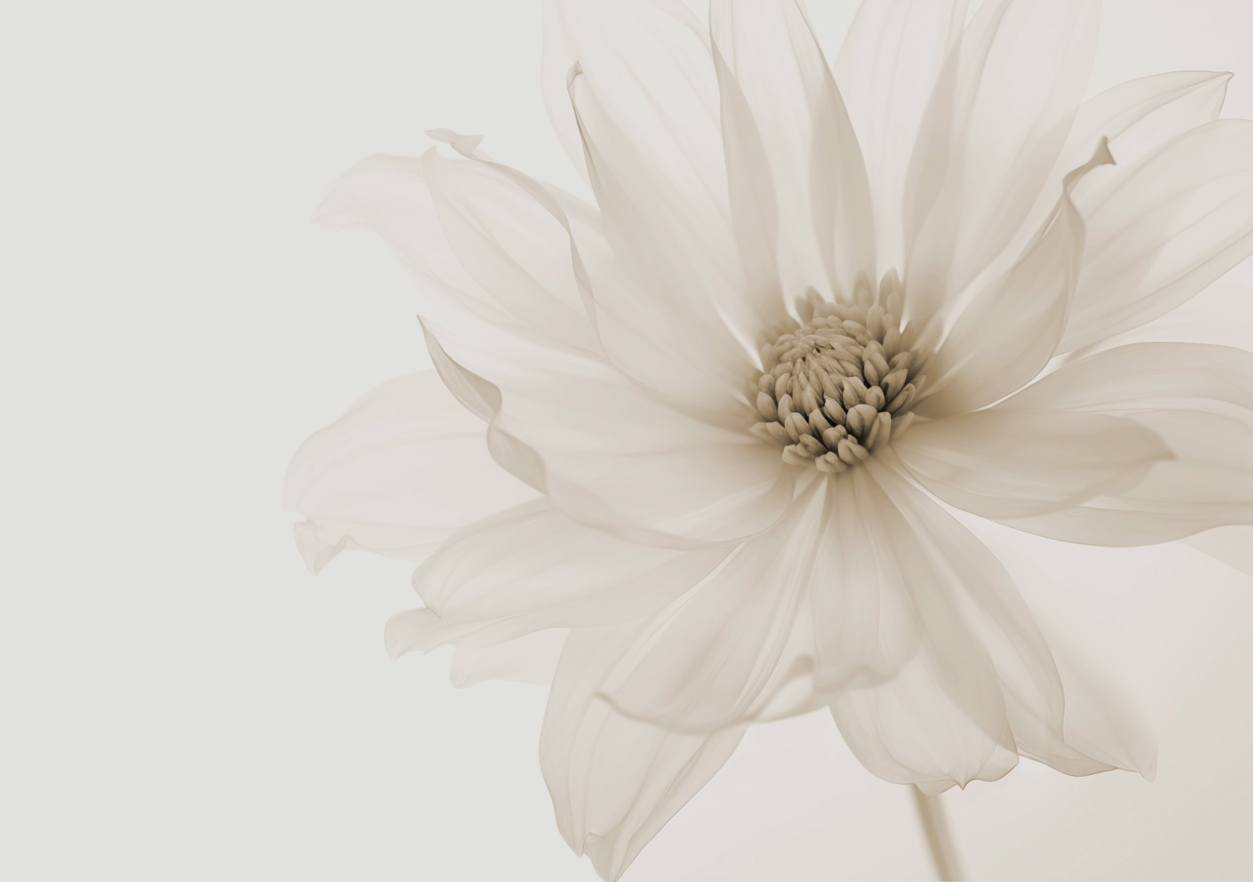 Delicate petals of pure elegance