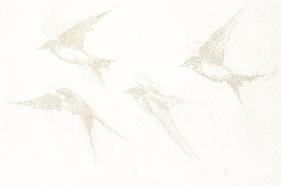 Group of birds flying Group of birds flying