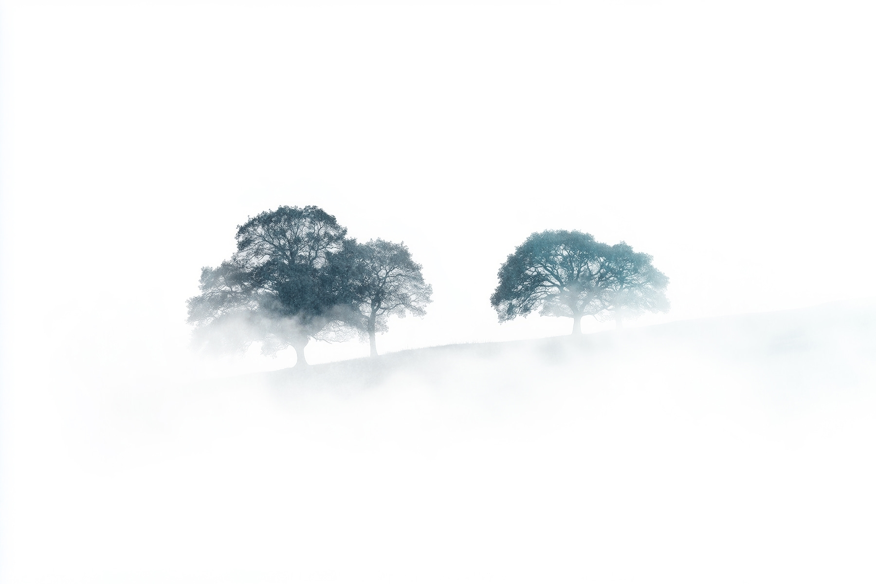 Trees in the fog Trees in the fog