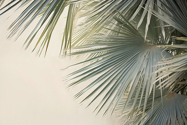 Delicate palm fronds gently swaying