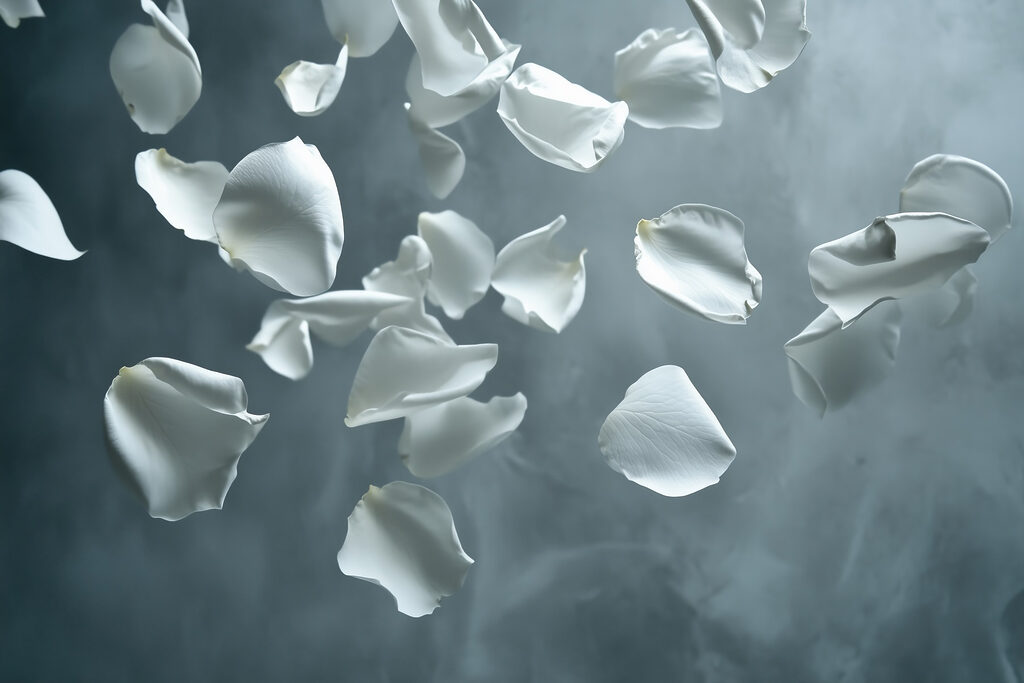 White petals falling in the air