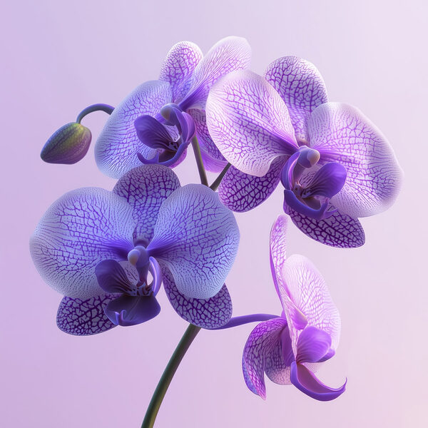 Fialový a bílý květ orchideje Fialový a bílý květ orchideje