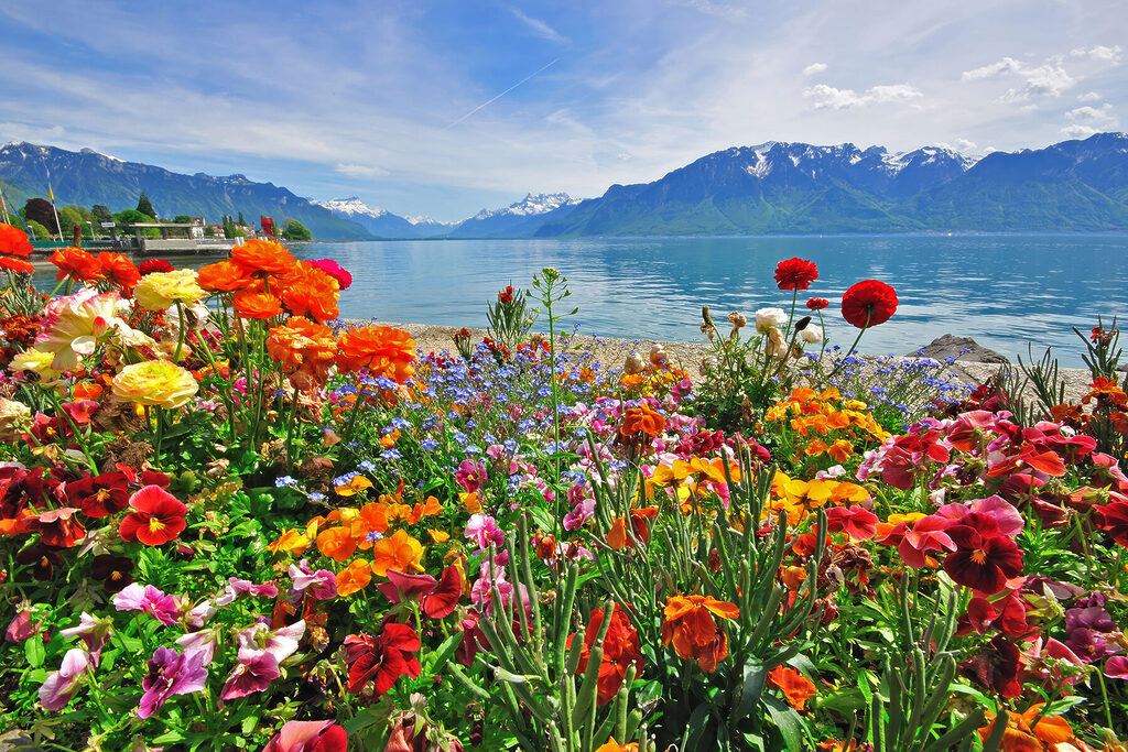 Flower bed with flowers and a lake in the background
