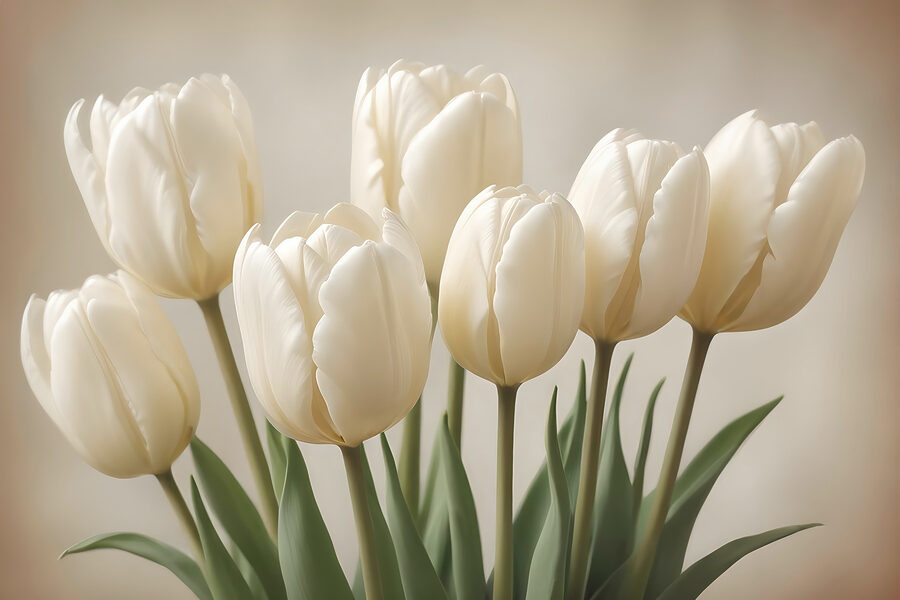 Skupina bílých tulipánů Skupina bílých tulipánů