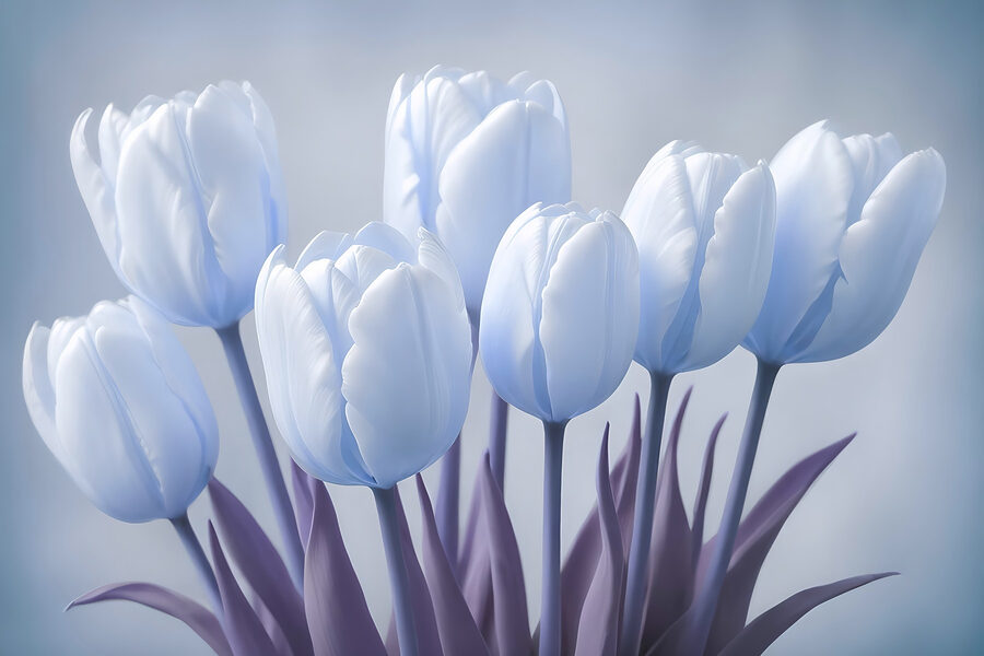 Skupina bílých tulipánů Skupina bílých tulipánů