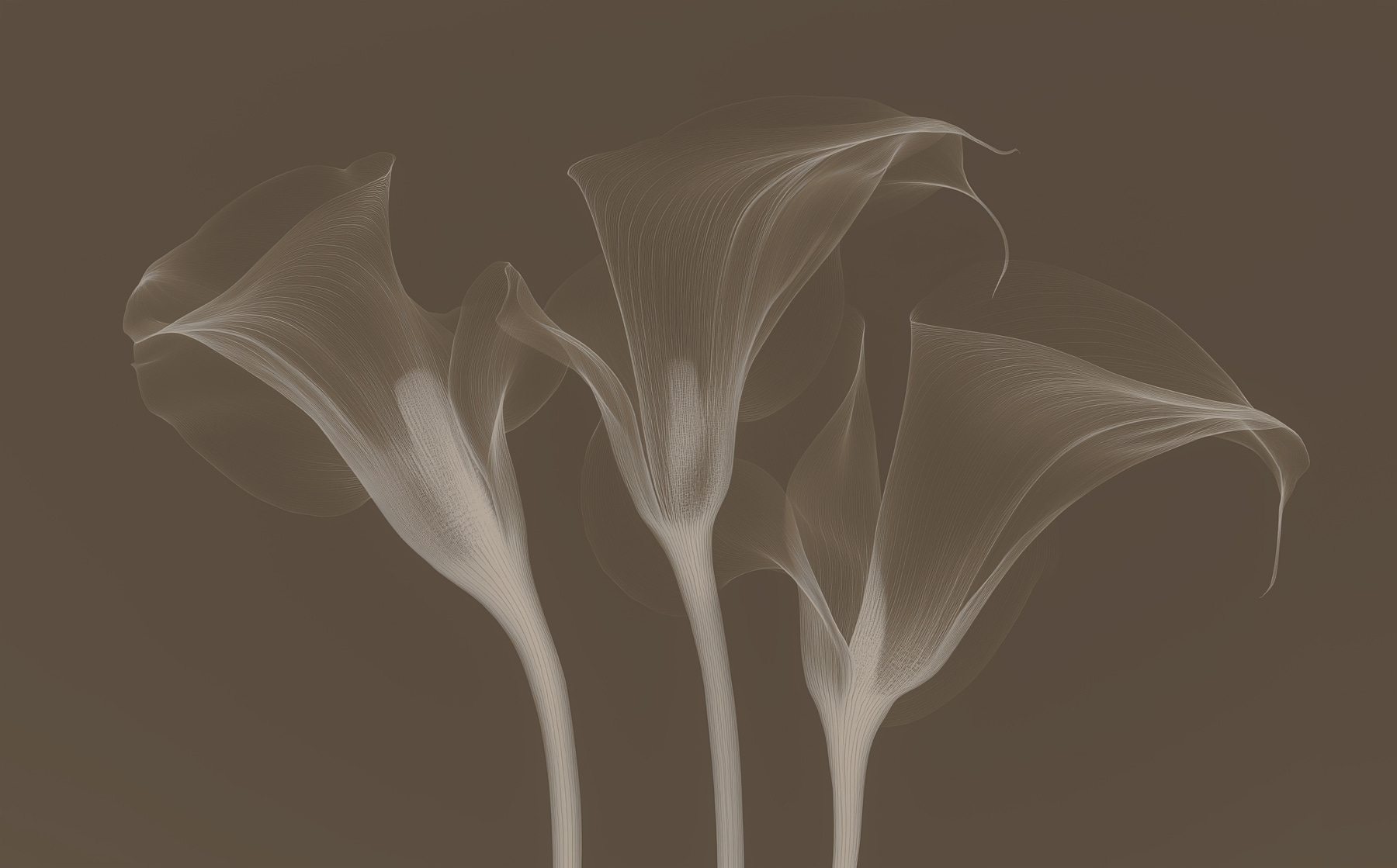 Group of flowers with white lines Group of flowers with white lines