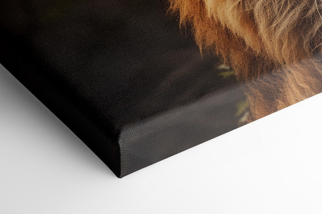 Lion with a very long mane