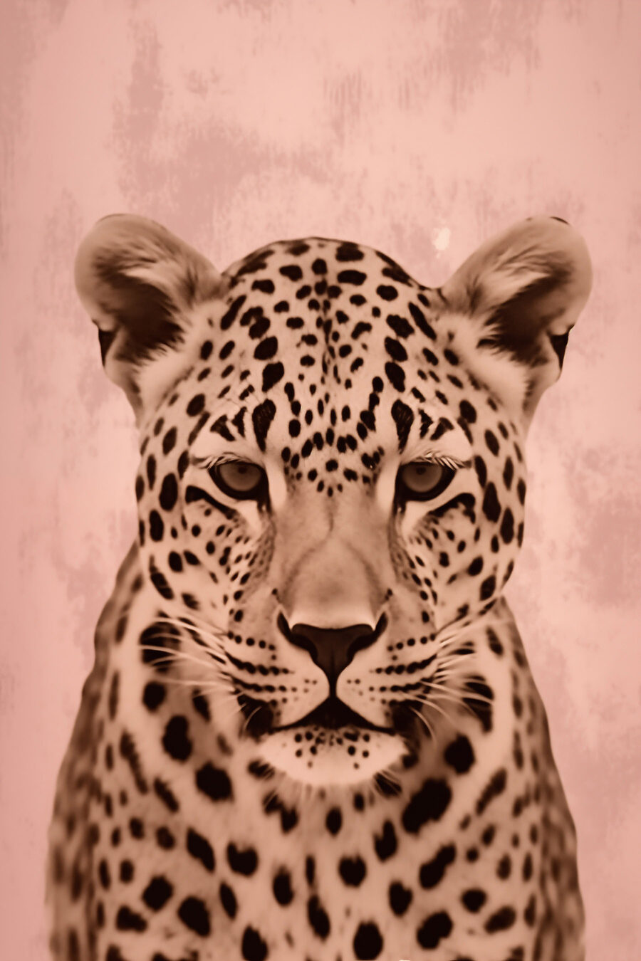 Majestátní leopard v jemných tónech