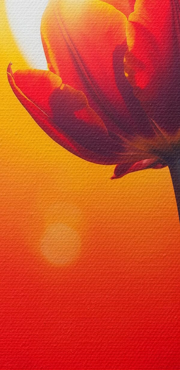 Červený tulipán se sluncem v zádech Červený tulipán se sluncem v zádech