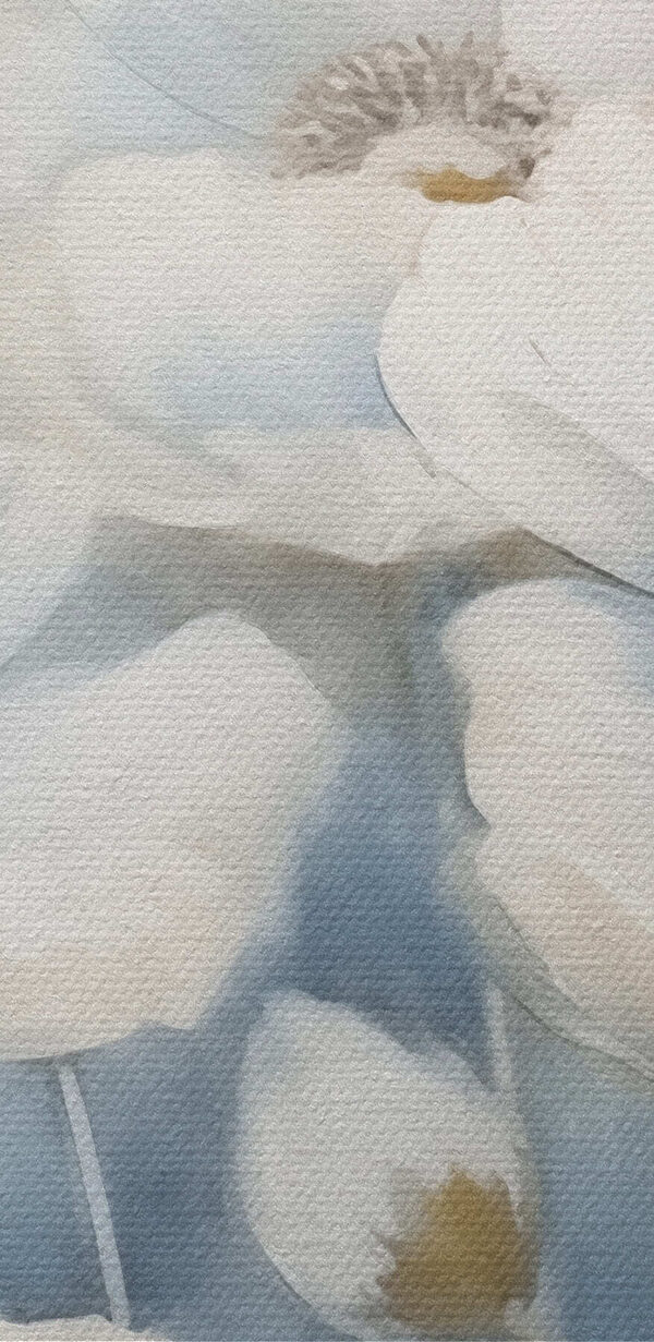 Malba bílých květin Malba bílých květin