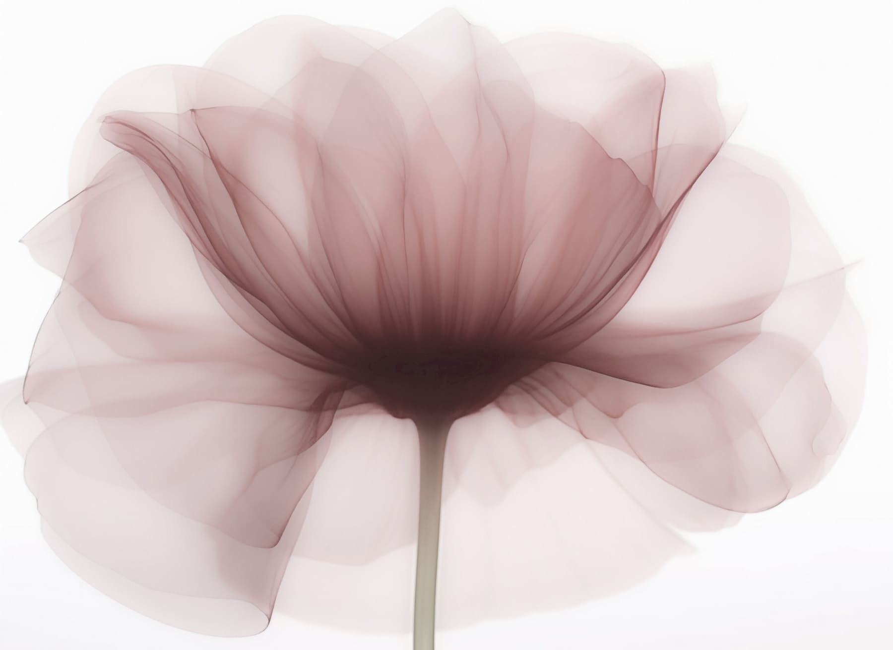 Flower with a transparent flower Flower with a transparent flower