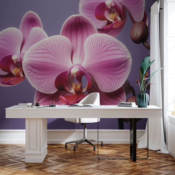 Jemné orchideje v jemných odstínech Jemné orchideje v jemných odstínech