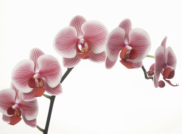 Delicate orchids in gentle bloom
