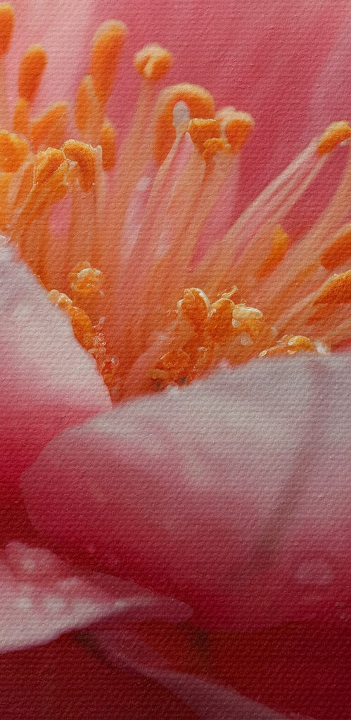 Delicate petals after a gentle rain