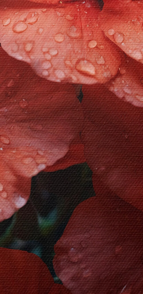 Group of red flowers with water droplets Group of red flowers with water droplets