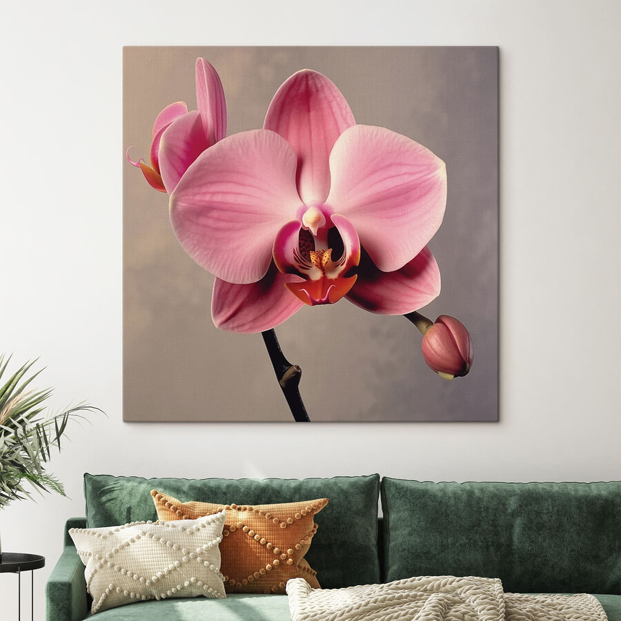Jemná růžová orchidej v plném květu