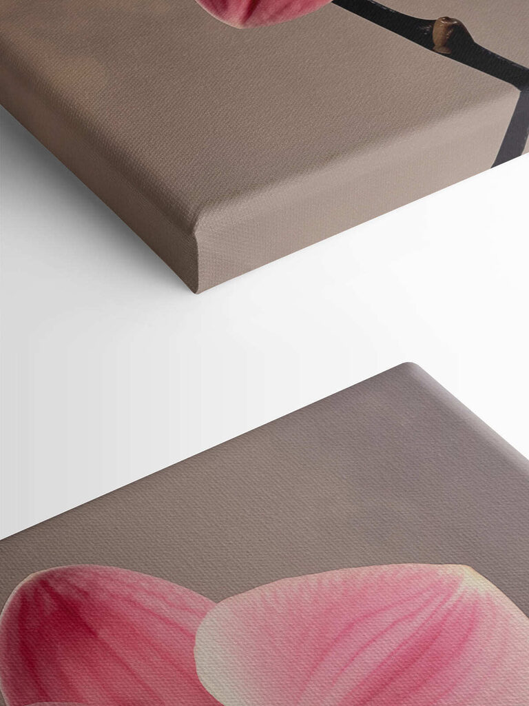 Delicate pink orchid in full bloom